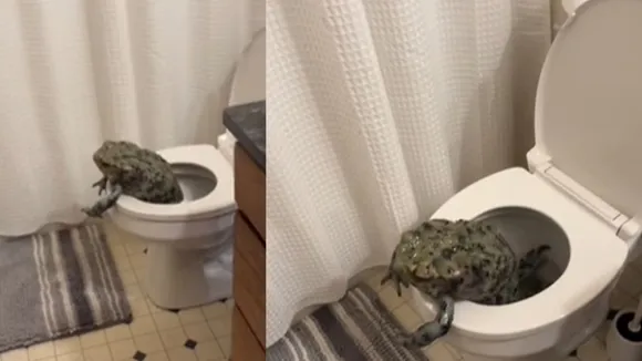 world's largest frog