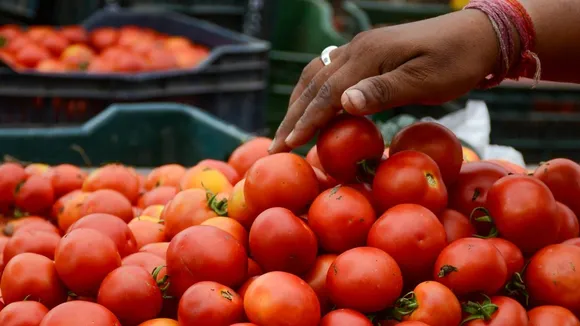 tomatoes price has fallen