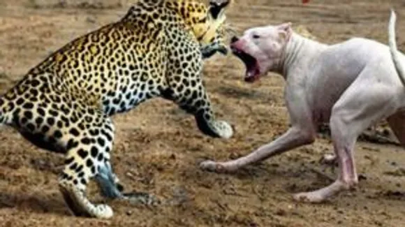 Pitbull defeated leopard	