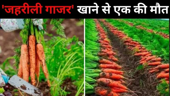 Poisonous Carrot