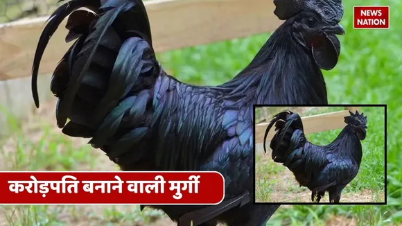millionaire chicken (1)