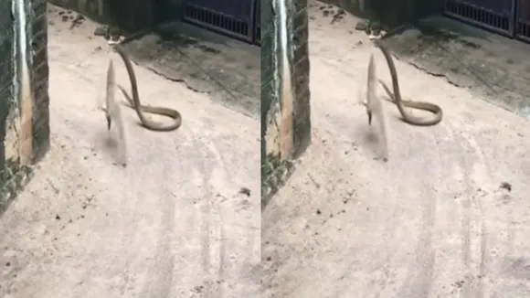 Battle between snake and mongoose