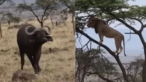 viral video news--