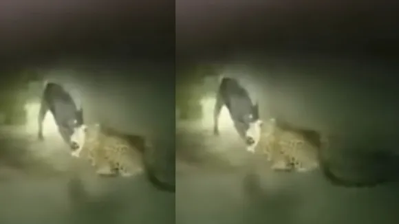 dog killed tiger viral wildlife video