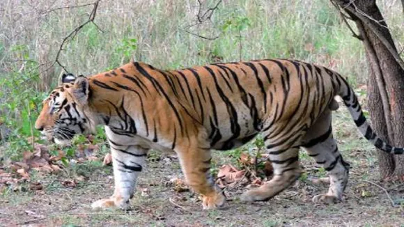 tiger in jharkhand 