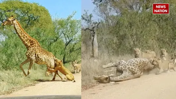 lion hunted giraffe