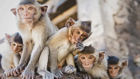 Monkey death