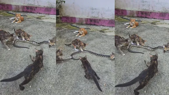 viral cat and snake video