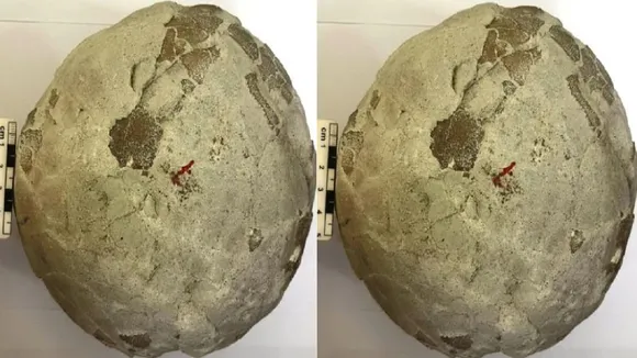 dinosaur egg