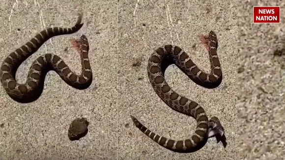 snake attack itself