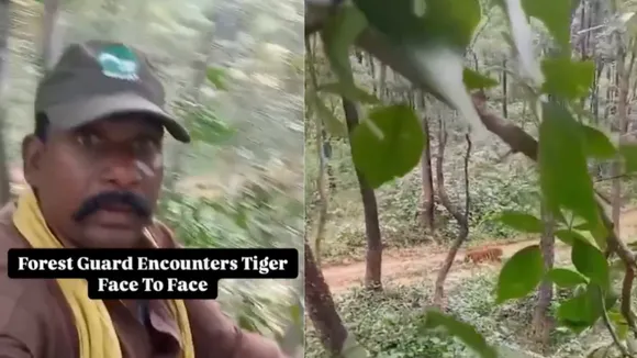 viral video wildlife video