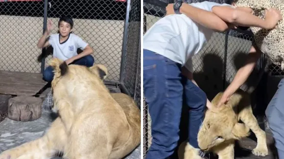 lion attack