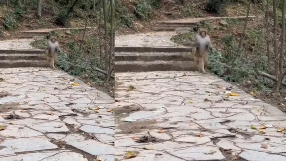monkey viral video 