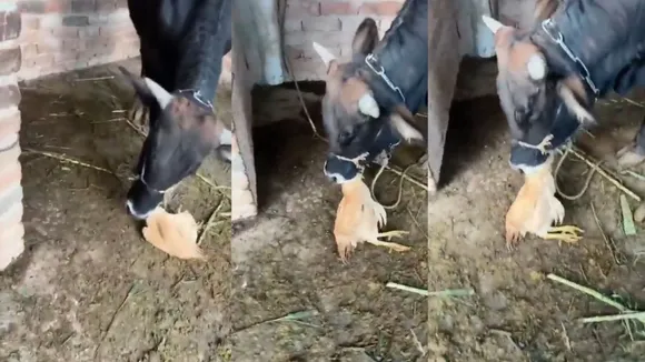 cow eating cock 
