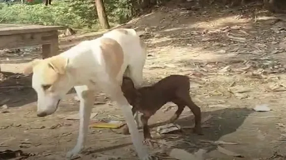 dog 