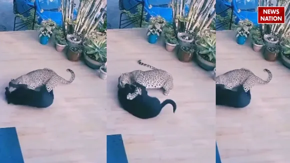 Dog and leopard fight 