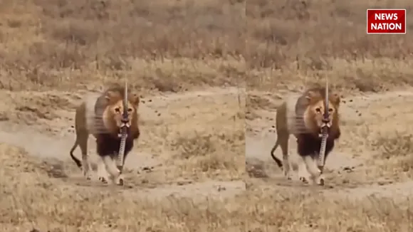 viral lion video 