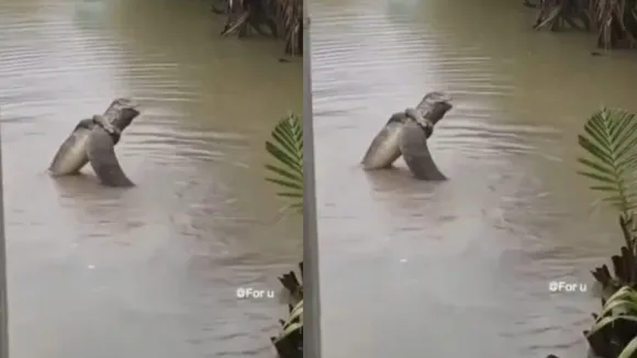 monitor lizard video viral
