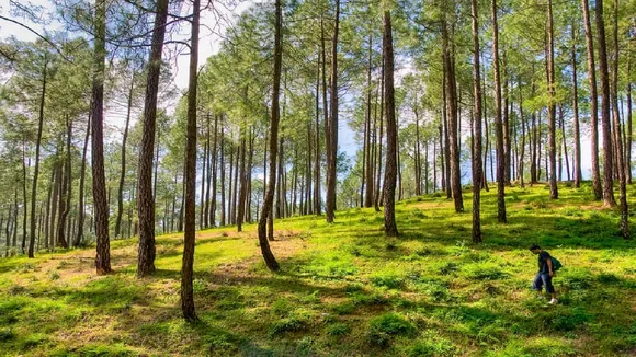 uttarakhand Forest1