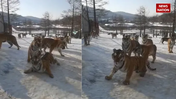 tiger sliding viral video