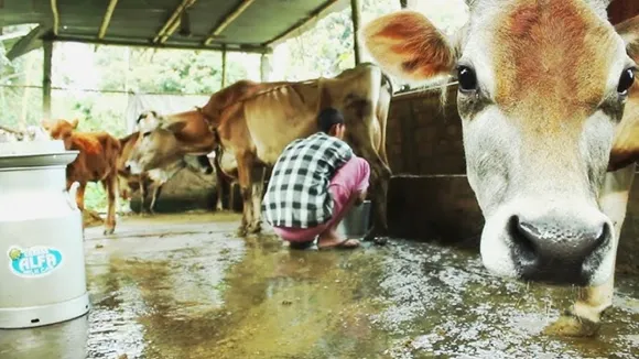 Haryana Government Subsidy to Cattle Farmers And Help in Setup Dairy 