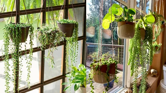 Hanging Plants: घर को हरा-भरा और खूबसूरत बनाने का सबसे आसान तरीका है  हैंगिंग प्लांट्स. आइए जानते हैं ऐसे ही कुछ बेहतरीन प्लांट्स के बारे में