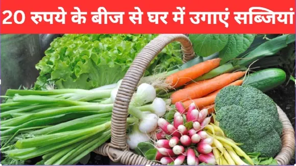 How to grow organic vegetables