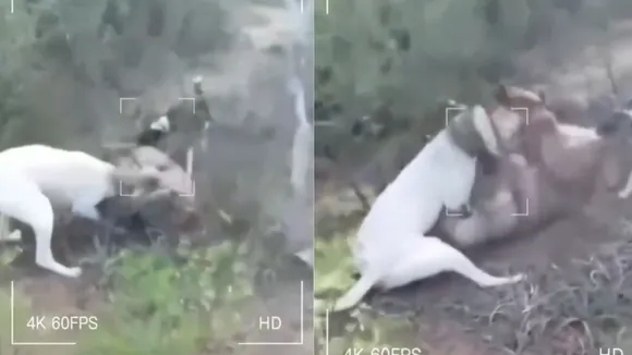 viral video wildlife video today