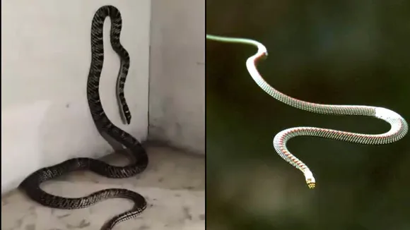 Flying snake