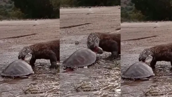 komodo dragon viral video