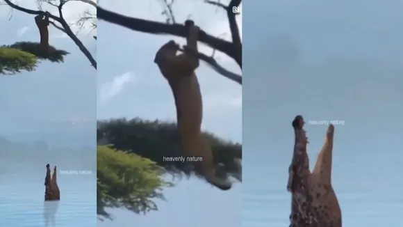 wildlife video viral lion