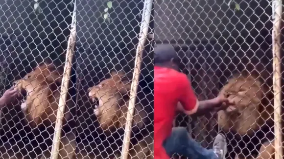 viral video today lion