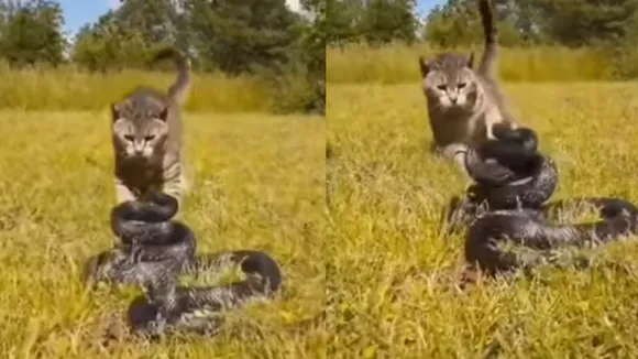Cat beaten cobra 