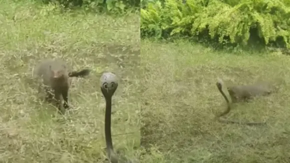 snake and mongoose fight