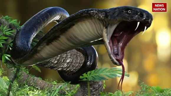 Five Danger Snakes