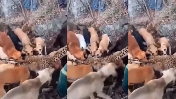 pack of dogs attack on leopard