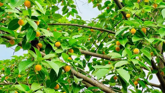 Benefits Of Kadamba