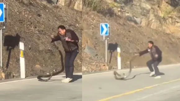 viral news snake video
