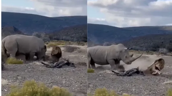 rhinoceros attack lion