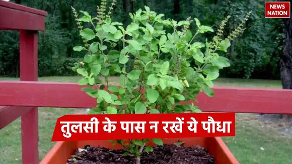 this-plant-kept-near-tulsi-destroys-the-prosperity-of-the-house
