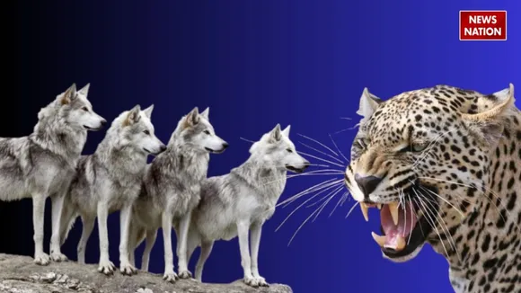 group of wolf attack on leopard