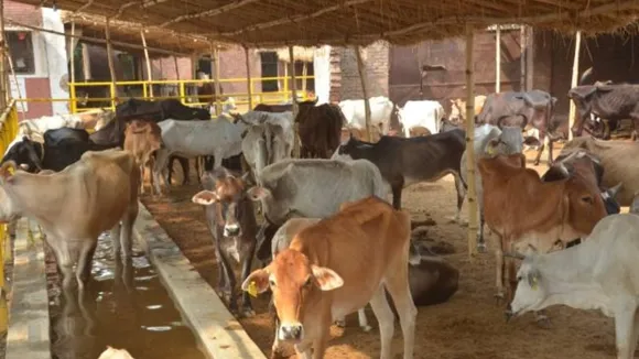 Big News for Animal Farmers insurance Amount given when animal died
