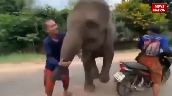 viral elephant video today