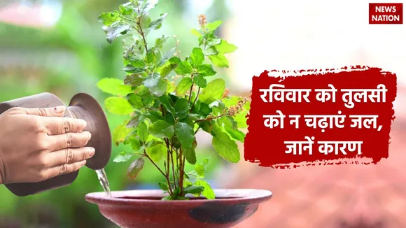 What happens by pouring water on Tulsi on Sunday