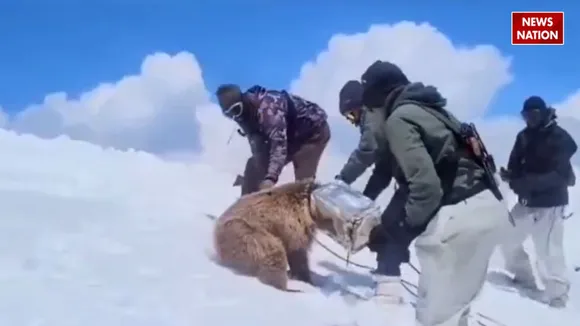 Indian soldiers save bear