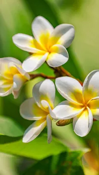 champa flowers  7
