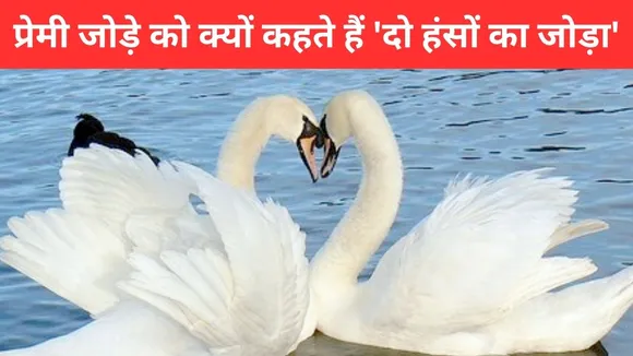 दो हंसों का जोड़ा