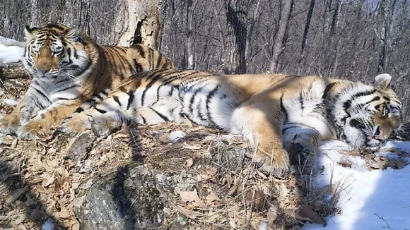 Siberian tiger meeting