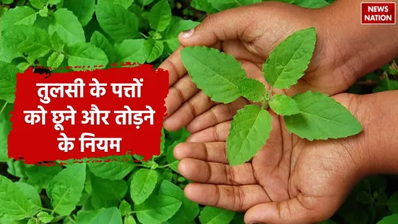 When not to touch tulsi plant
