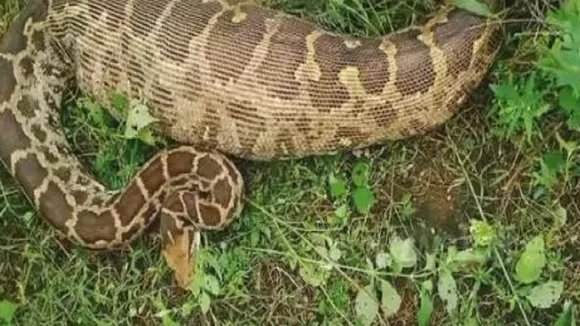 python